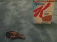 Guy puts a dead bird in a cereal box for his roommate to find
Other videos