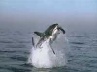 Great White Shark Breaching