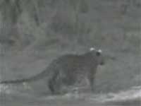 Leopard Feels Guilty