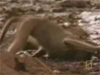 Monkey Wont Give Up
Animal videos