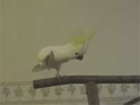 Parrot Dancing To Huey Lewis
Animal videos