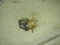 Scary Parasite
Extreme videos