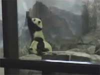 Two pandas figured a way out of being locked up all day
Animal videos
