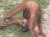 Thirsty Monkey
Funny videos